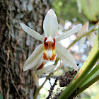 Coelogyne orchid