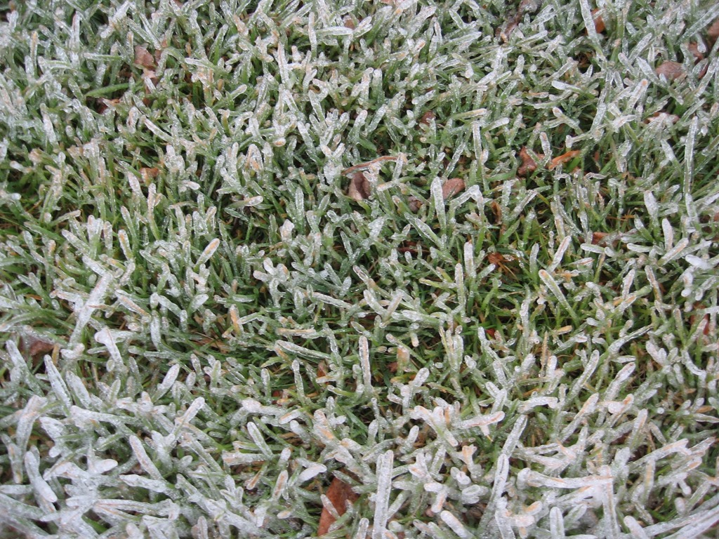 [frozengrass%255B1%255D.jpg]