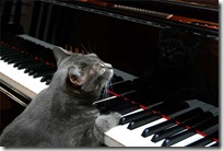 gato pianista blogdeimagenes (5)