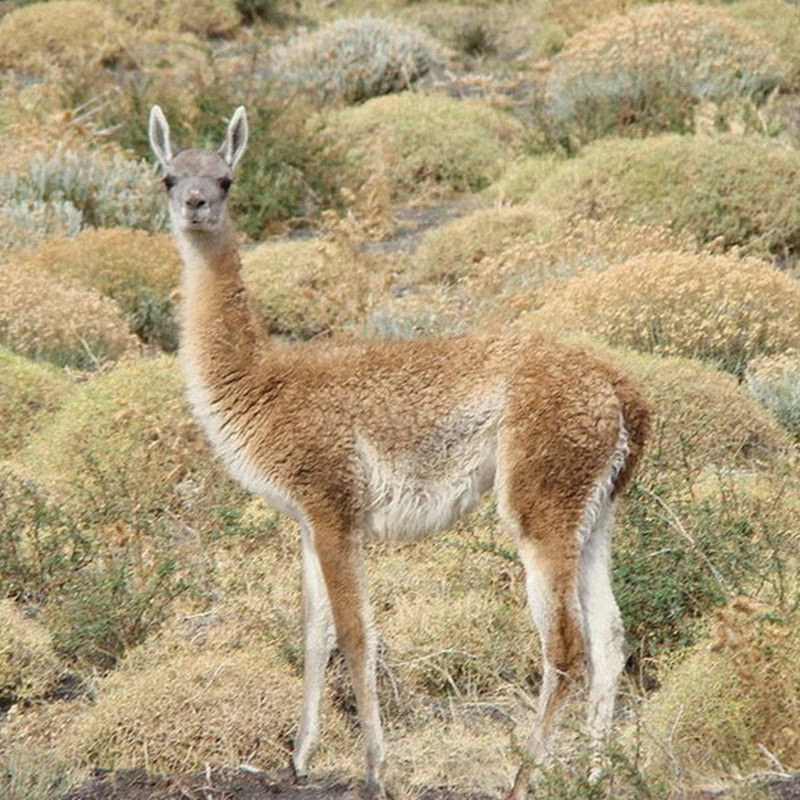 Il Guanaco (Lama guanicoe) è una specie minacciata, cacciata per la sua carne, la sua pelle e, soprattutto, per la sua lana.