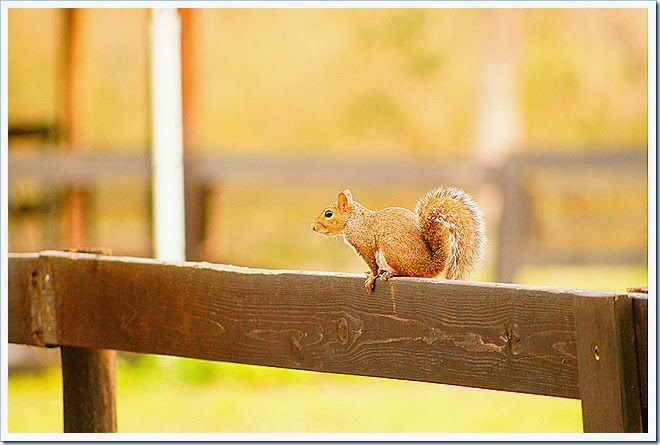 public-domain-pictures-squirrel-1 (288)