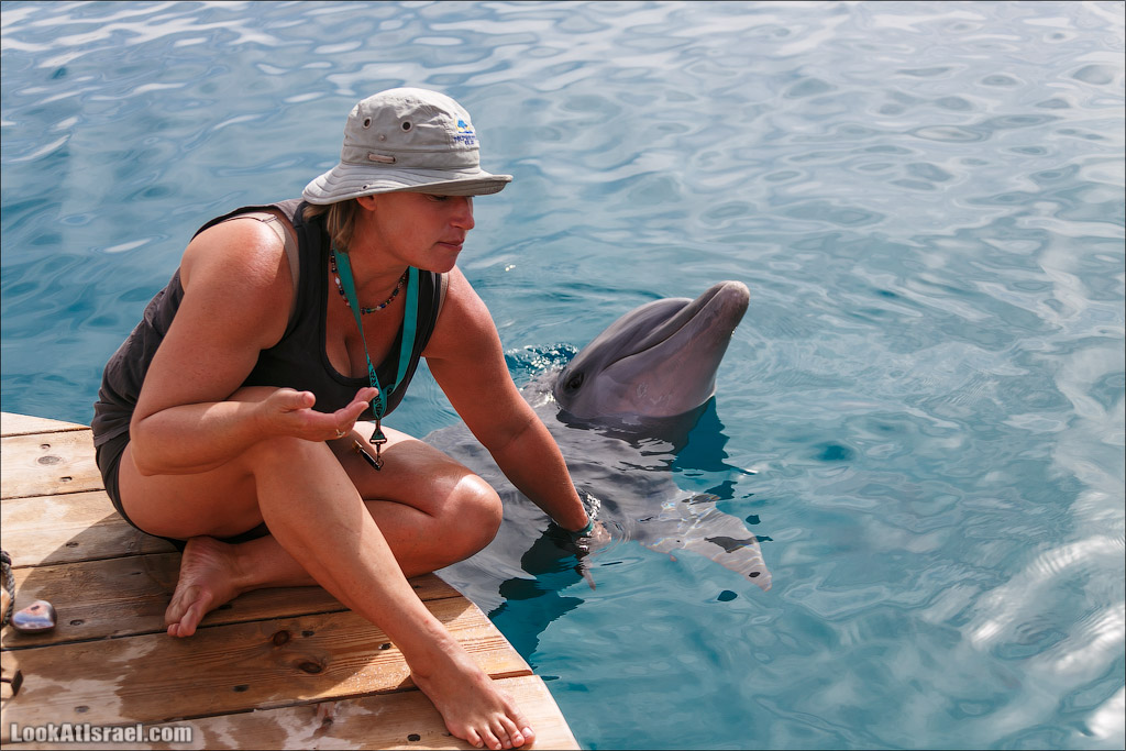 LookAtIsrael.com - Фото путешествия по Израилю | Дельфиний риф в Эйлате. Дельфинарий | Dolphins reef in Eilat | דולפינריום באילת