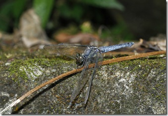 呂宋蜻蜓（翅基赤脈些許藍灰色）