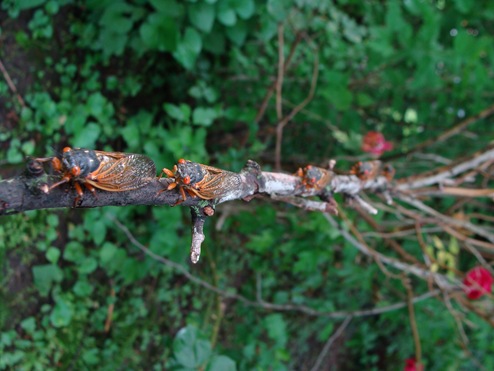 brood 19 5 cicadas on rose bush