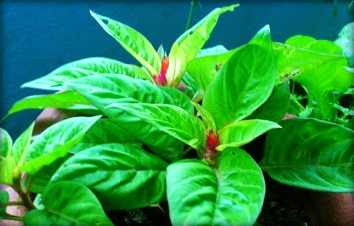 [clip_image008%255B3%255D.jpg]