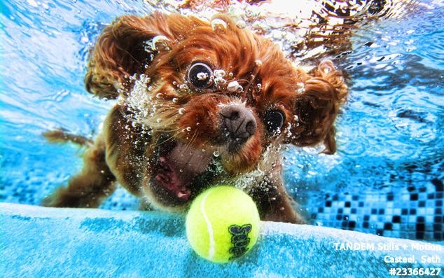 [dogs_under_water00043.jpg]