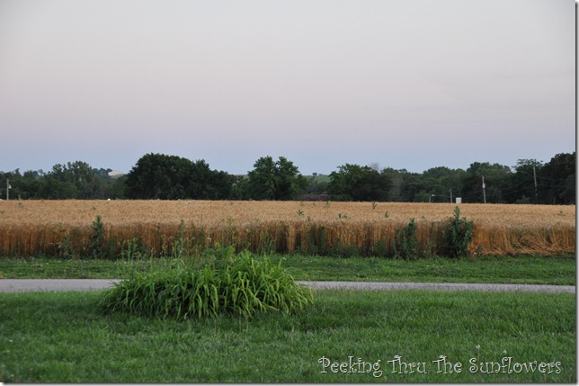 wheat field 004