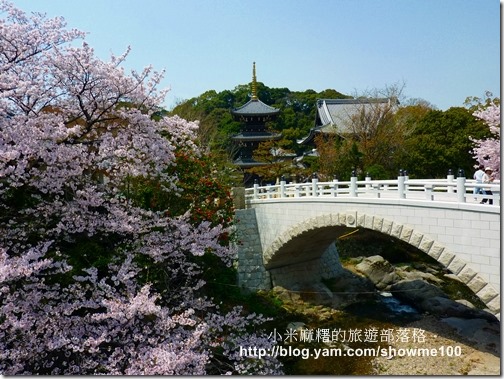 【關西大阪泉州】水間寺也有櫻花