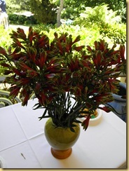 Vase red flowers
