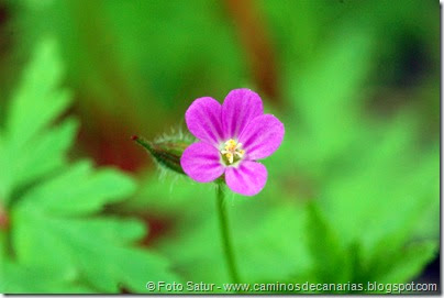 7726 La Laguna-Barranco del Laurel(Alfilerillo zanahoria) 7726 La Laguna-Barranco del Laurel(Alfilerillo zanahoria)