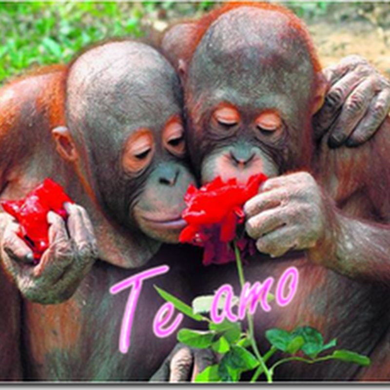 Animales con flores