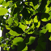 mobile01-d93b9aefb4ada03f85c15efda93a34aa.jpg