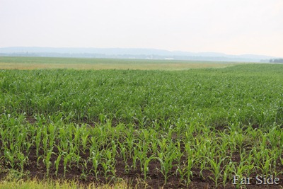 Cornfield