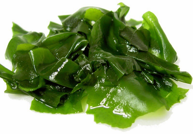 [evolu%2520wakame%2520algae%255B5%255D.jpg.webp]