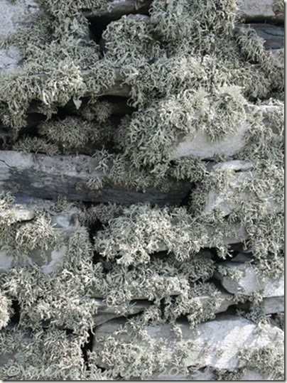 38-lichen