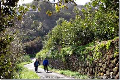 7349 La Laguna-Barranco Laurel(Las Tosquillas) 7349 La Laguna-Barranco Laurel(Las Tosquillas)