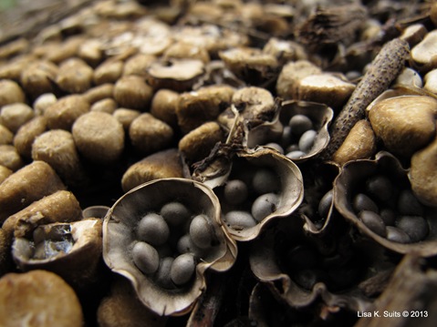 bird's nest Cyathus stercoreus close