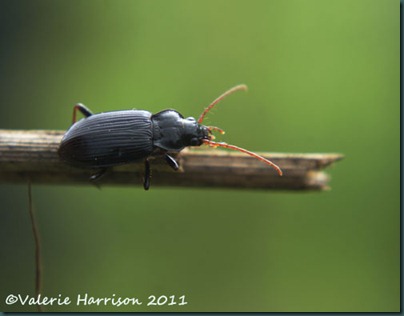 beetle nebria sp 1
