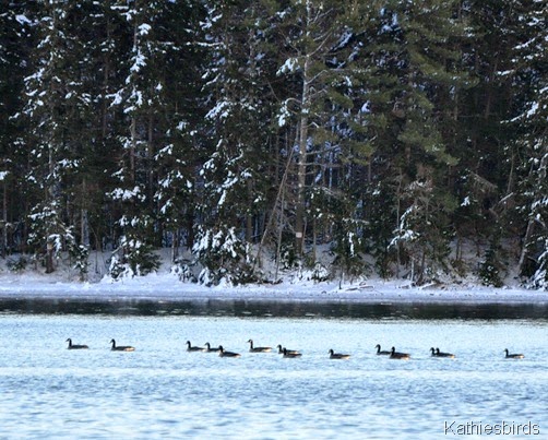 15. 11-29-14 geese in bay-kab