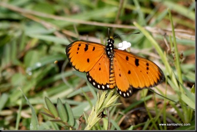 Acraea terpsicore