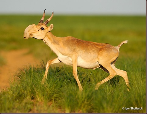 Amazing Animal Pictures The Saiga Antelope (7)