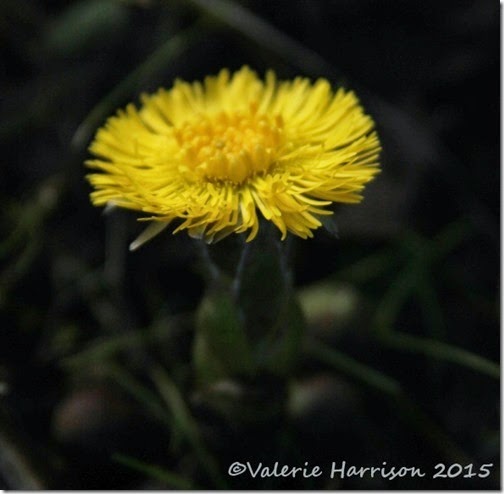 17-Coltsfoot