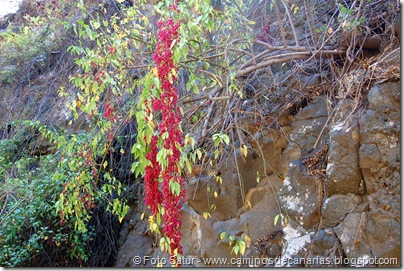 6439 Santa Brígida-Hoya Chiquita(Yerbamora) 6439 Santa Brígida-Hoya Chiquita(Yerbamora)