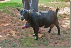 goat 4