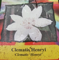 clematis white label Henri