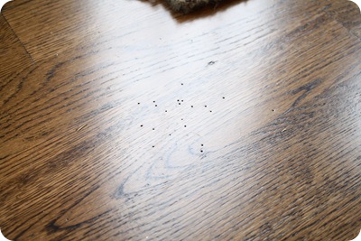 worm holes in flooring