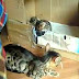 funny video - Nonstop Funny dogs & cats
