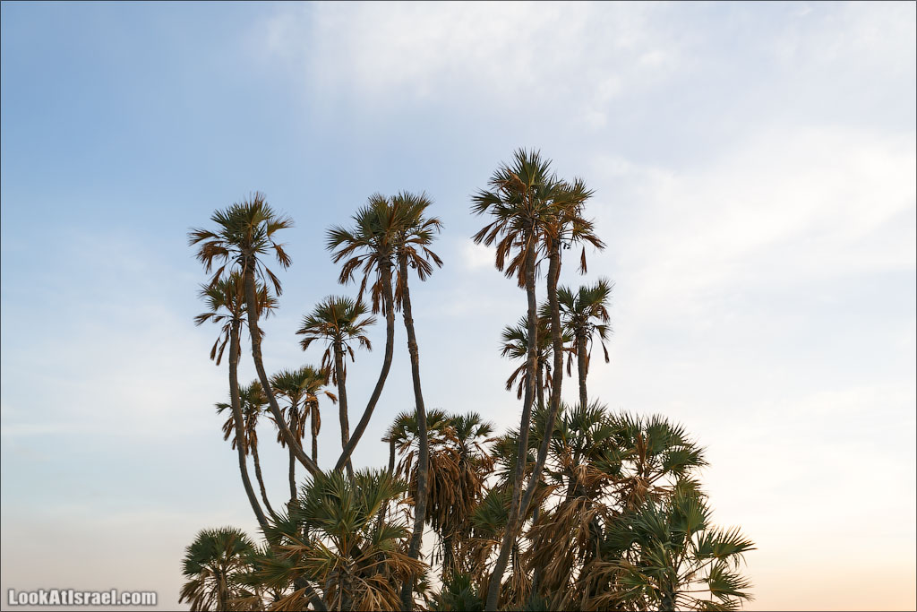 Дум пальмы | LookAtIsrael.com - Фото путешествия по Израилю