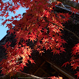 依水園,紅葉(PK3_0687,F4.5,53mm,K-3)2014yaotomi_.jpg