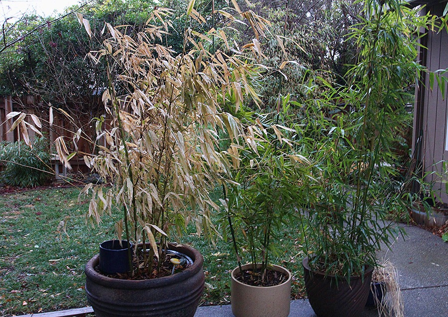 [120120_potted_bamboo%255B11%255D.jpg]