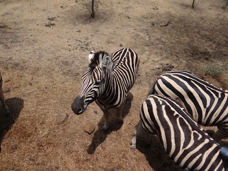 Zebre in Mauritius