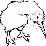 kiwi-bird-coloring-page.jpg