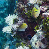 Dot-and-dash Butterflyfish