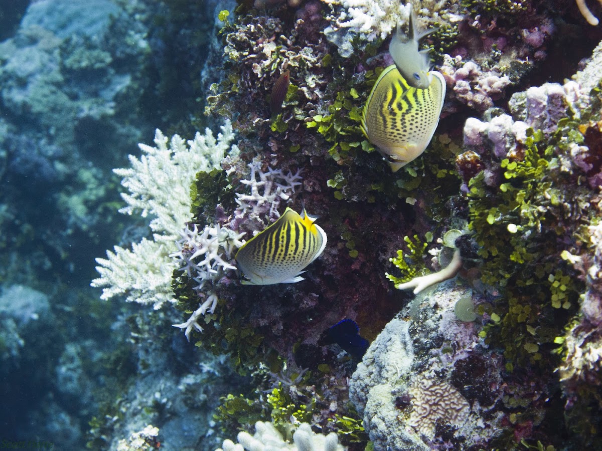 Dot-and-dash Butterflyfish
