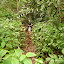 Tioman - ścieżka w lesie