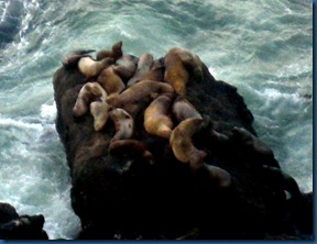 Sea lions (6)