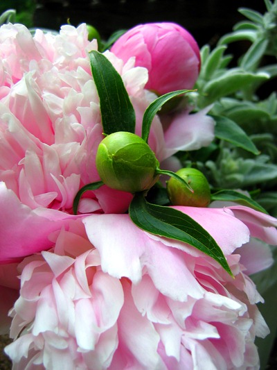 Spring wedding flowers - pink peonies