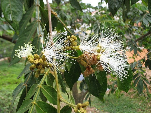 [flores%2520de%2520ing%25C3%25A1%255B5%255D.jpg]