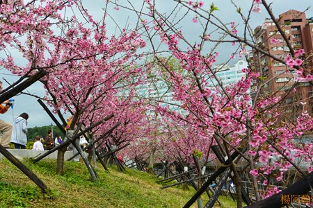 0202 024 -  內溝溪賞櫻步道