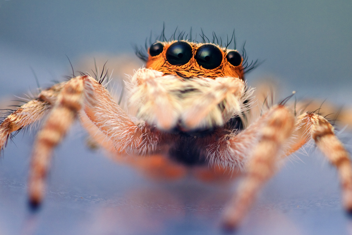 Jumping Spider