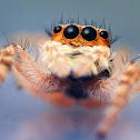 Jumping Spider