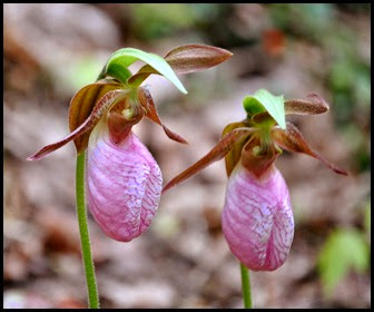 04 - Spring Wildflowers - Pink Lady Slippers - closeup