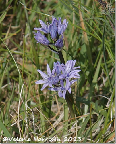 2-spring-squill