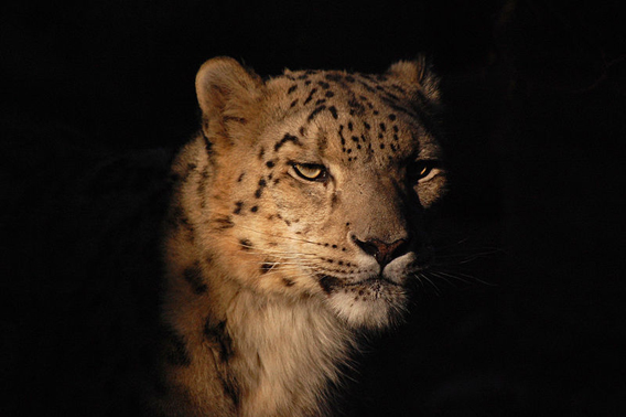 Snow leopard in the Toronto Zoo. Experts have estimated that there are between 4,000 and 6,000 snow leopards left in the wild, making them one of Asia’s most endangered mammals. This estimate was calculated several years ago, however, and it is believed that the number today is significantly lower. John Vetterli