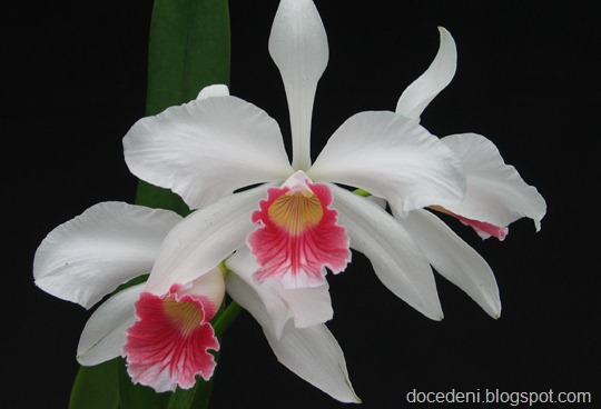 [especies-de-orquideas-brasileiras%255B7%255D.jpg]