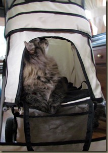 Baxter in his stroller  9 1/2 months old